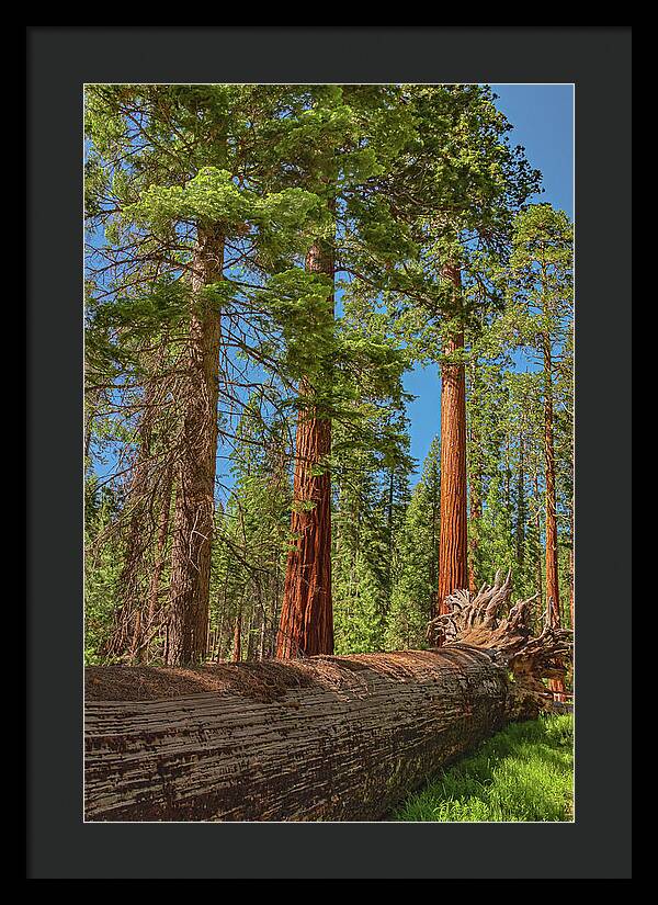 Fallen Tree in Mariposa Grove - Framed Print