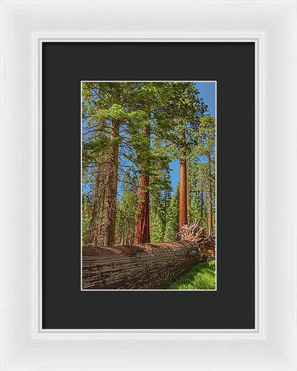 Fallen Tree in Mariposa Grove - Framed Print