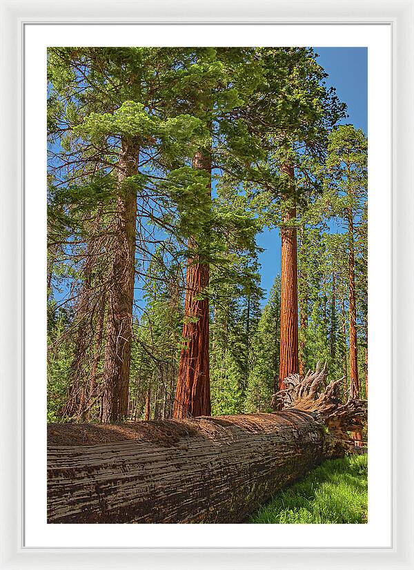 Fallen Tree in Mariposa Grove - Framed Print
