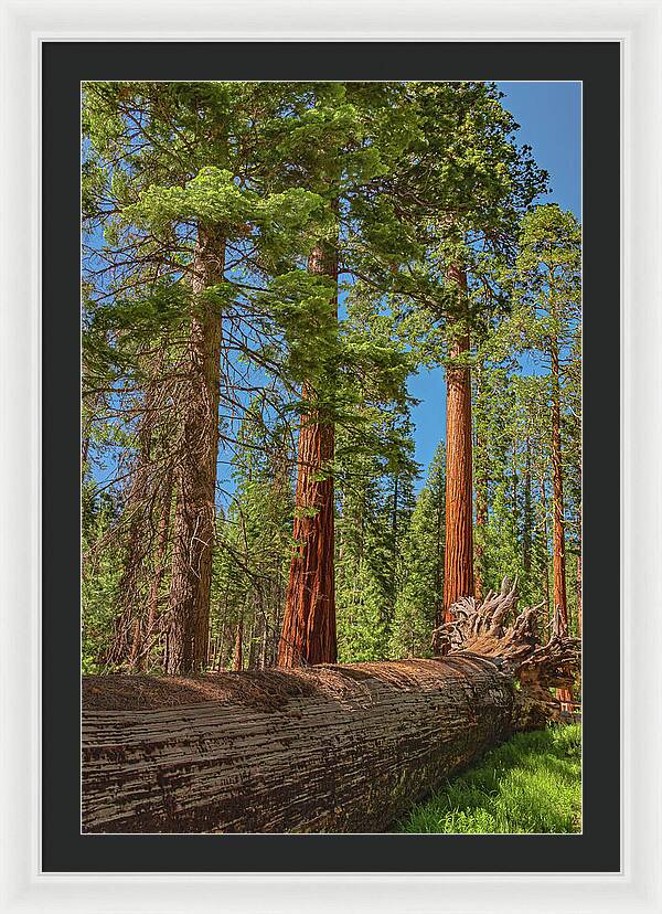 Fallen Tree in Mariposa Grove - Framed Print