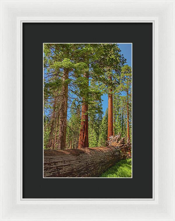 Fallen Tree in Mariposa Grove - Framed Print