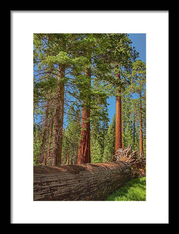 Fallen Tree in Mariposa Grove - Framed Print