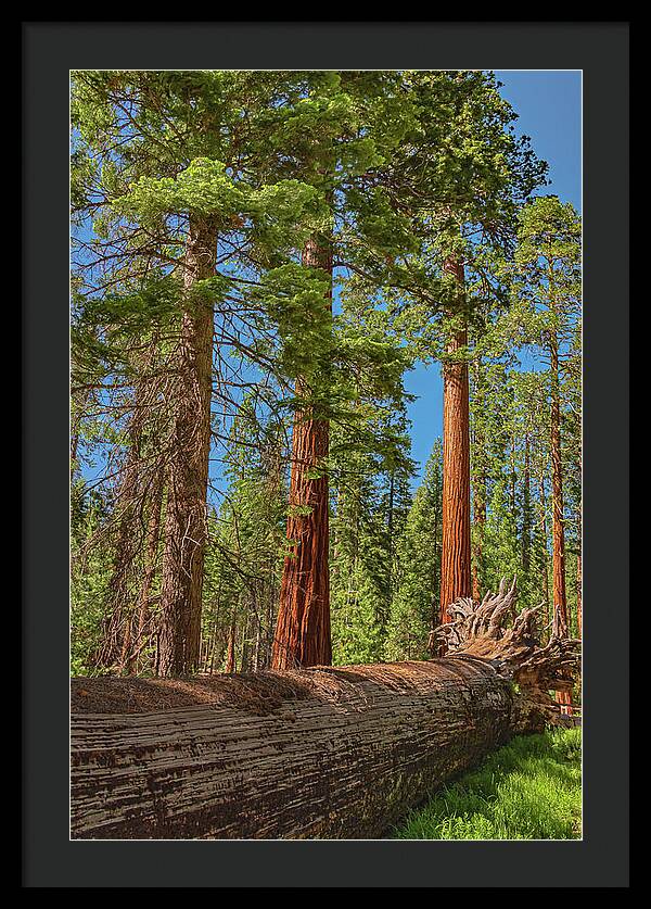Fallen Tree in Mariposa Grove - Framed Print