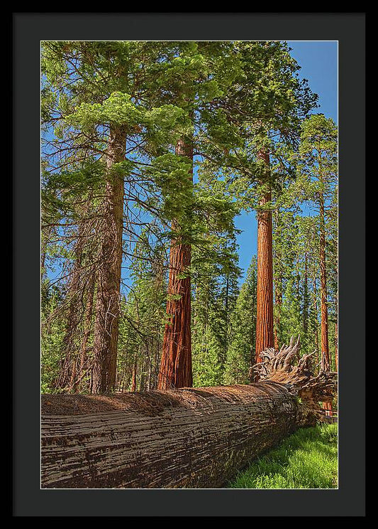 Fallen Tree in Mariposa Grove - Framed Print