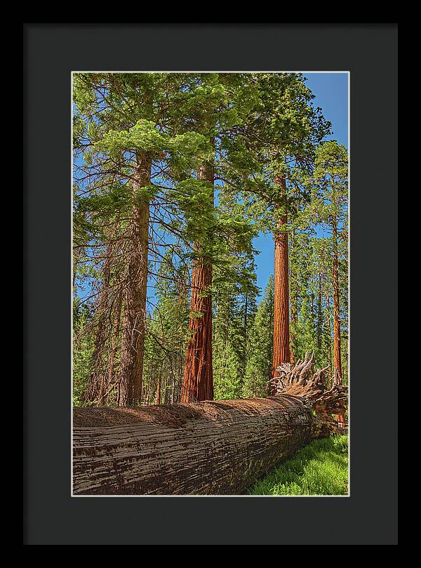 Fallen Tree in Mariposa Grove - Framed Print