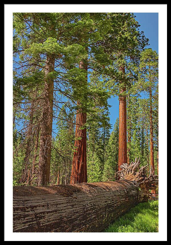 Fallen Tree in Mariposa Grove - Framed Print