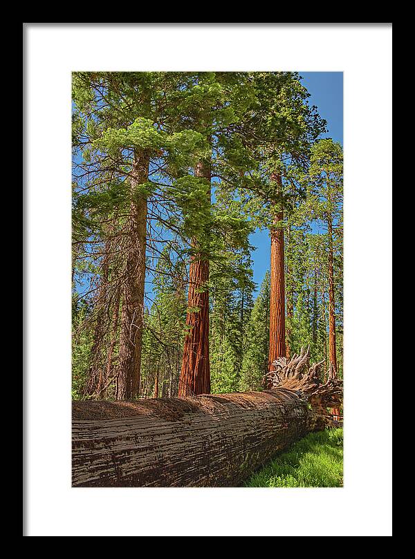 Fallen Tree in Mariposa Grove - Framed Print