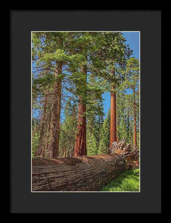 Fallen Tree in Mariposa Grove - Framed Print