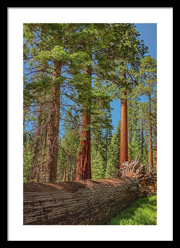 Fallen Tree in Mariposa Grove - Framed Print