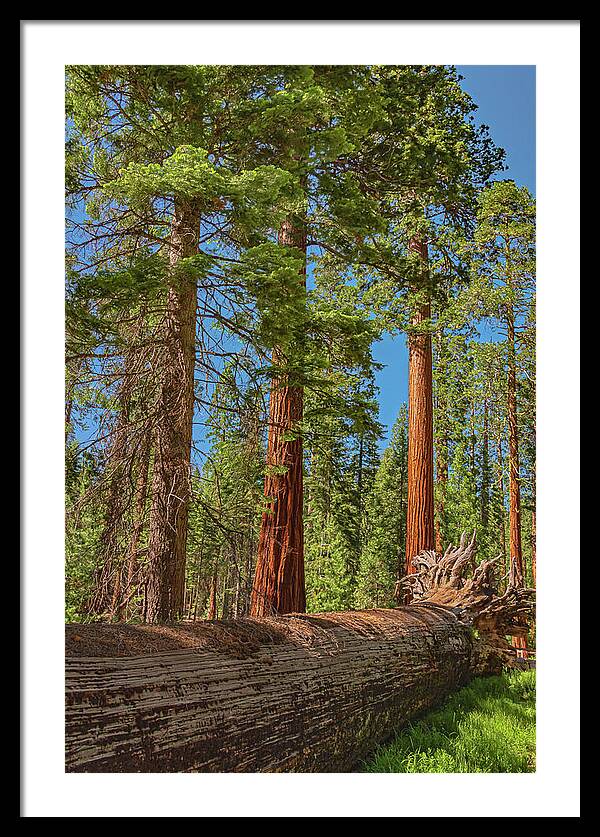 Fallen Tree in Mariposa Grove - Framed Print