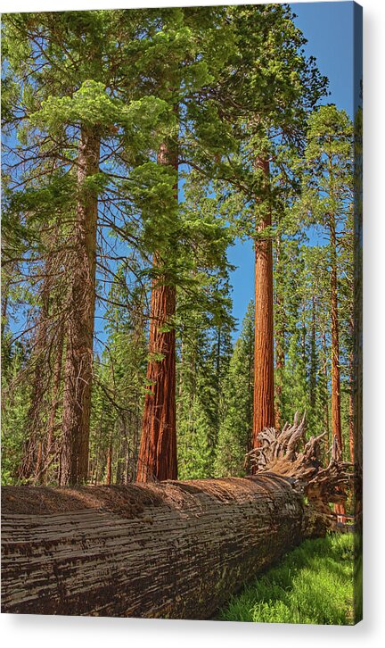 Fallen Tree in Mariposa Grove - Acrylic Print