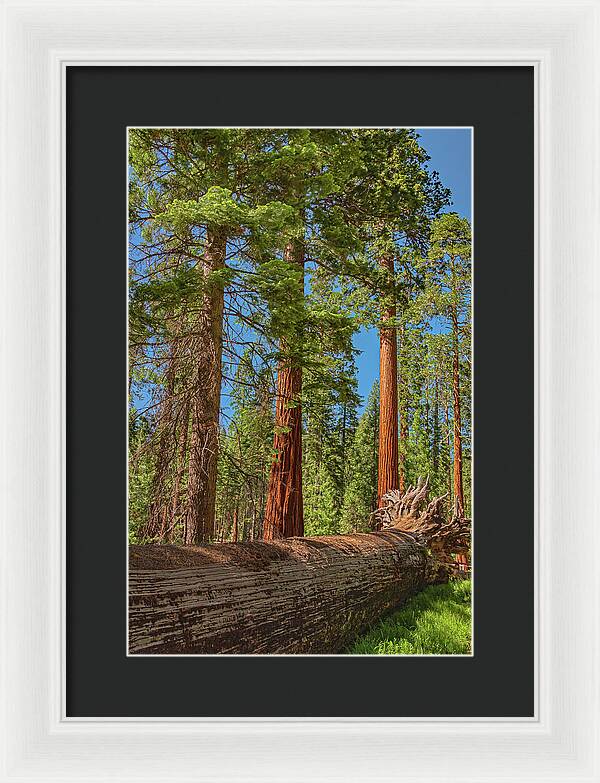 Fallen Tree in Mariposa Grove - Framed Print