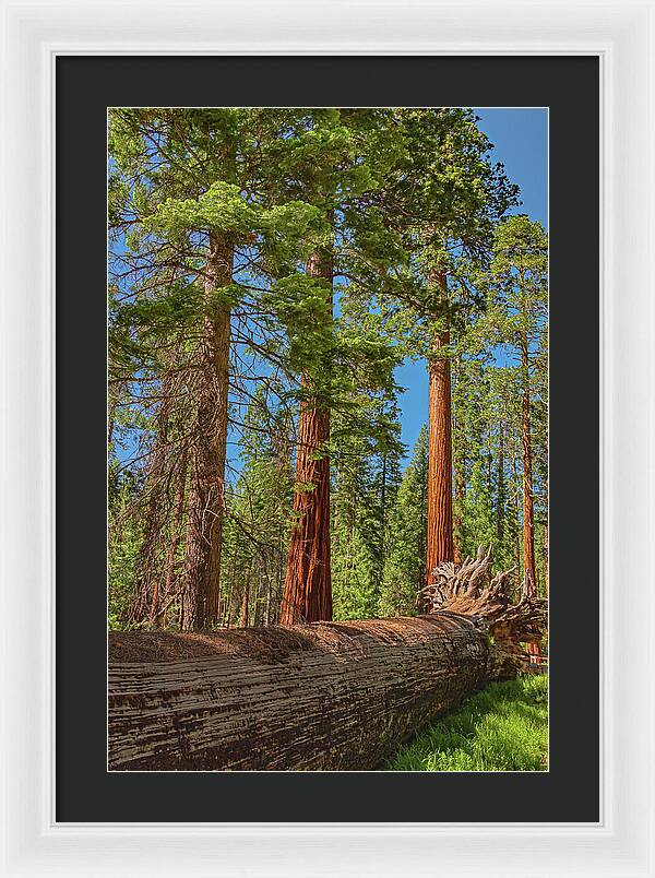 Fallen Tree in Mariposa Grove - Framed Print