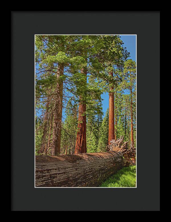 Fallen Tree in Mariposa Grove - Framed Print