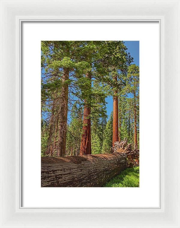 Fallen Tree in Mariposa Grove - Framed Print