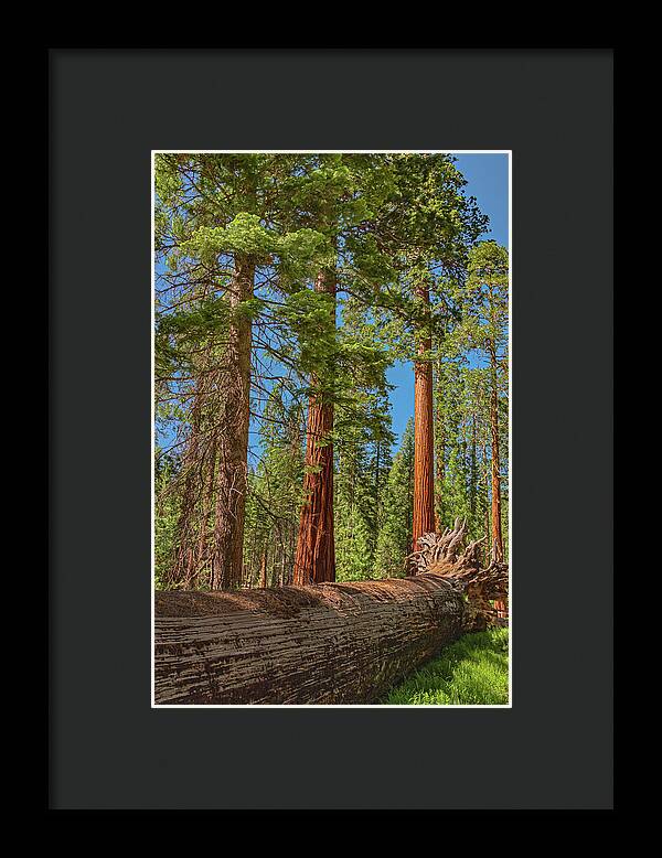 Fallen Tree in Mariposa Grove - Framed Print