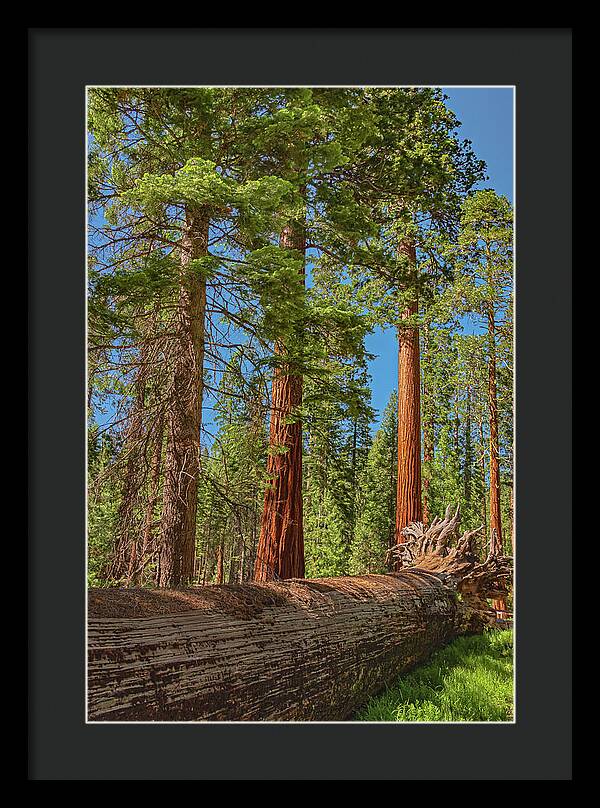 Fallen Tree in Mariposa Grove - Framed Print