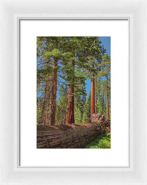 Fallen Tree in Mariposa Grove - Framed Print