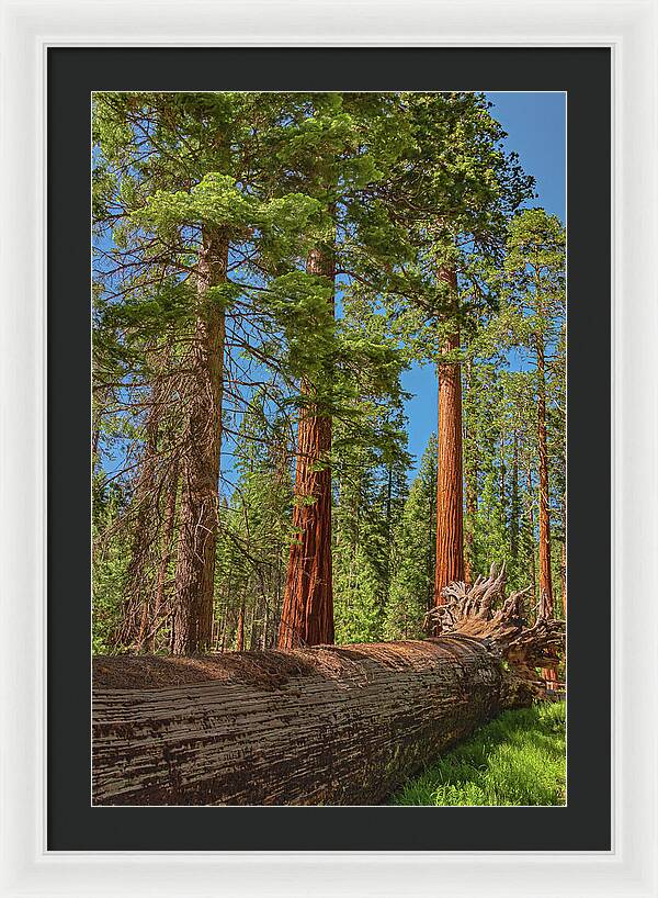 Fallen Tree in Mariposa Grove - Framed Print