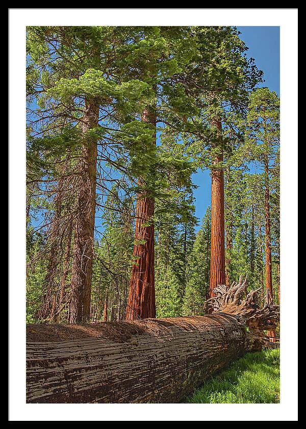 Fallen Tree in Mariposa Grove - Framed Print