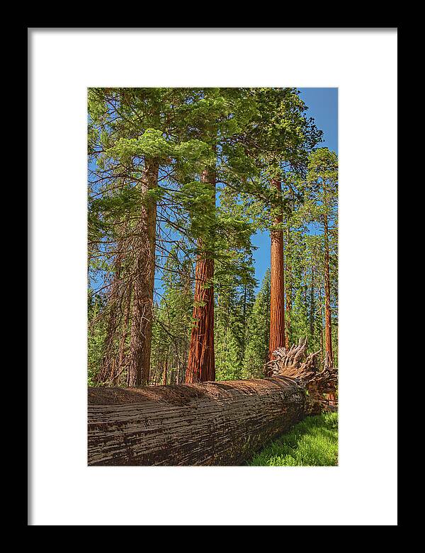 Fallen Tree in Mariposa Grove - Framed Print