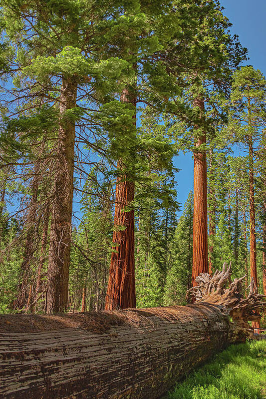 Fallen Tree in Mariposa Grove - Art Print
