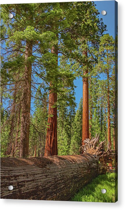 Fallen Tree in Mariposa Grove - Acrylic Print