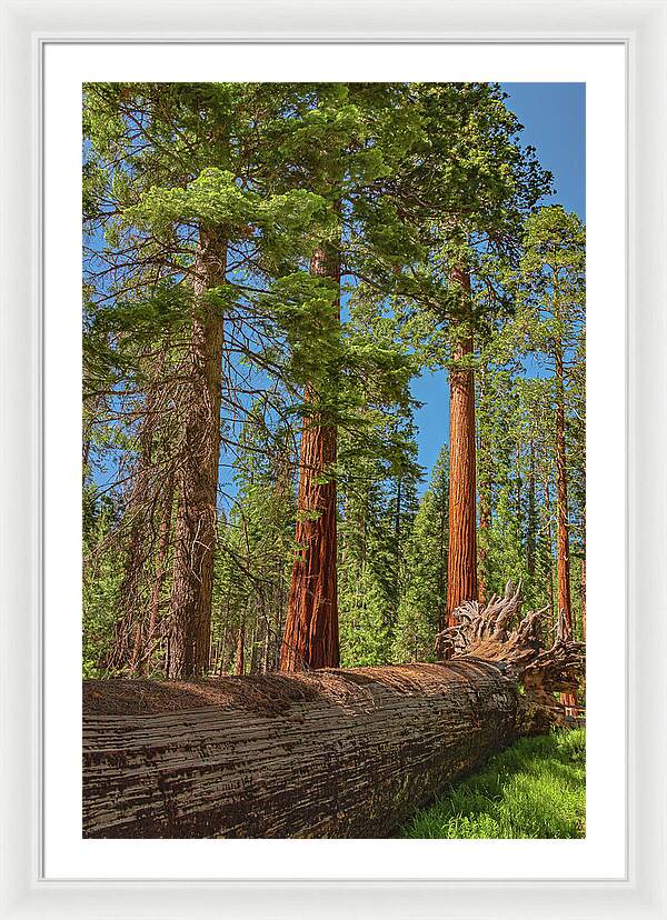 Fallen Tree in Mariposa Grove - Framed Print