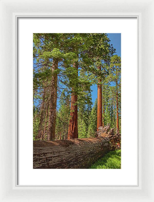 Fallen Tree in Mariposa Grove - Framed Print