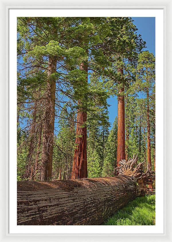 Fallen Tree in Mariposa Grove - Framed Print