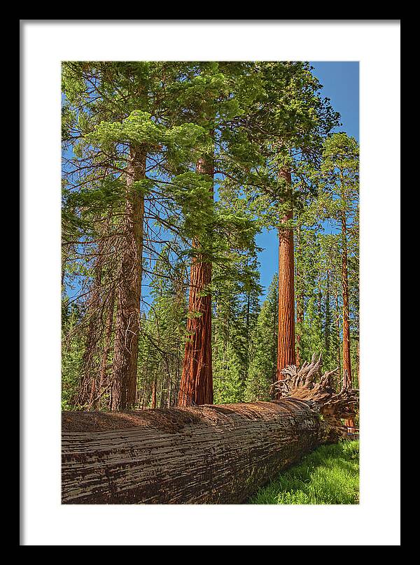 Fallen Tree in Mariposa Grove - Framed Print