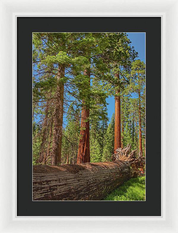 Fallen Tree in Mariposa Grove - Framed Print