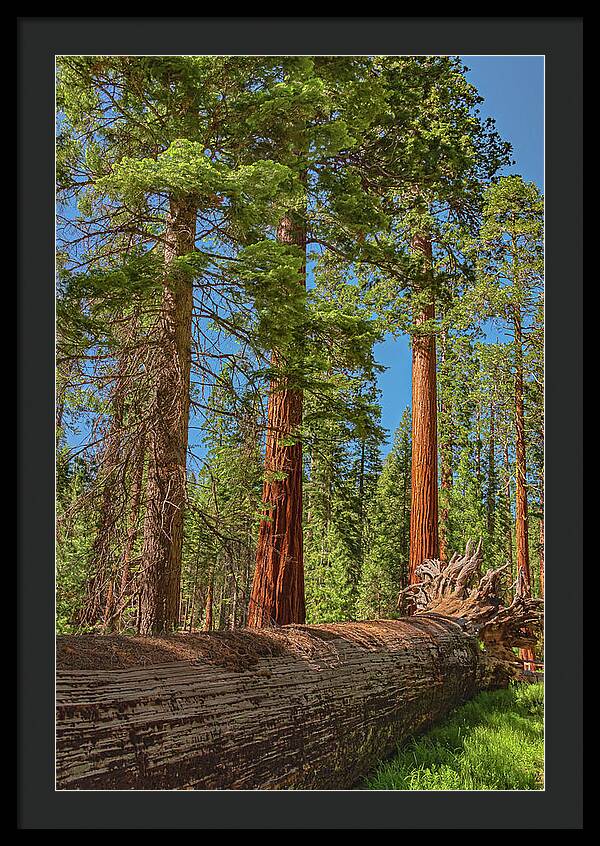 Fallen Tree in Mariposa Grove - Framed Print