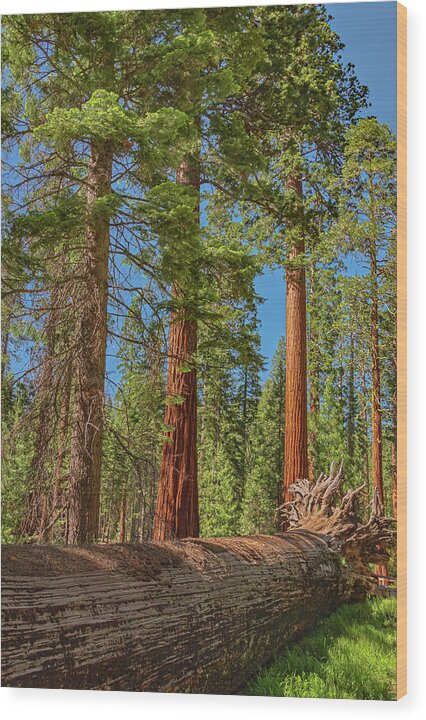 Fallen Tree in Mariposa Grove - Wood Print