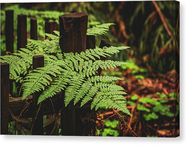 Fern Leaves on Wooden Fence - Canvas Print