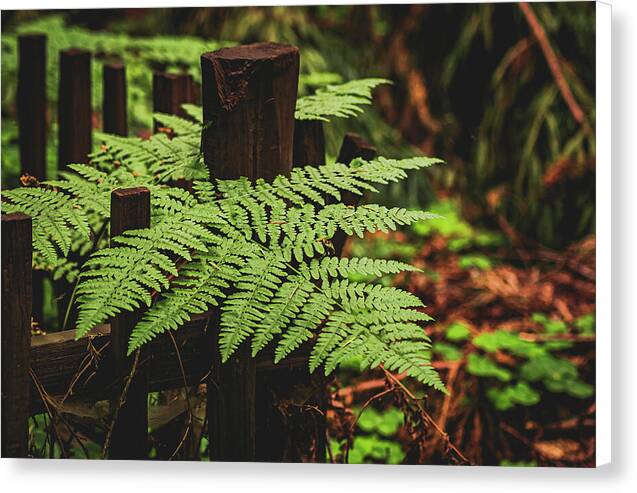 Fern Leaves on Wooden Fence - Canvas Print