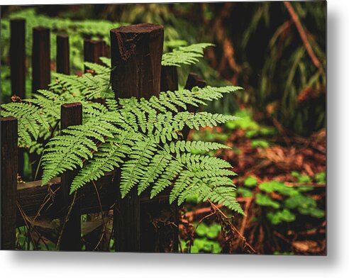 Fern Leaves on Wooden Fence - Metal Print