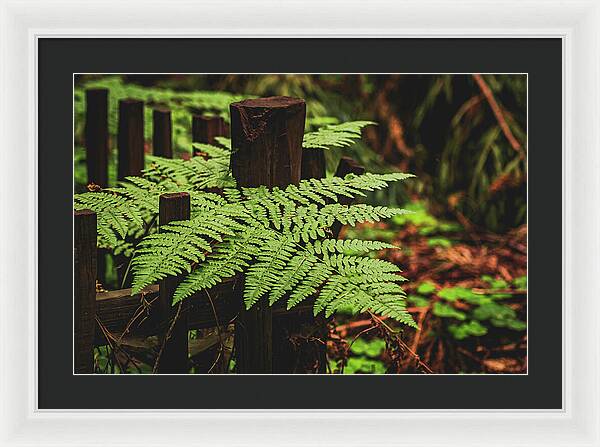 Fern Leaves on Wooden Fence - Framed Print
