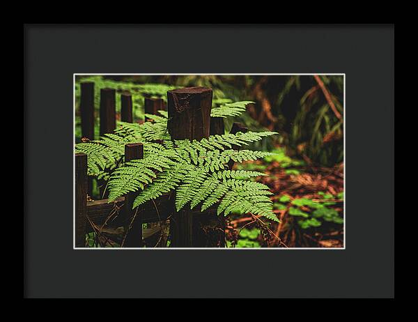 Fern Leaves on Wooden Fence - Framed Print