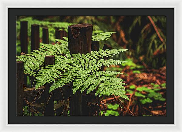 Fern Leaves on Wooden Fence - Framed Print