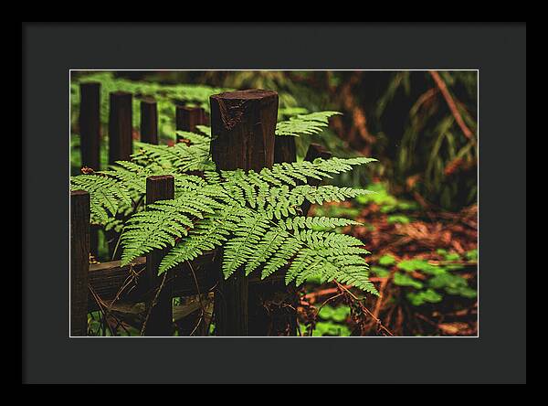 Fern Leaves on Wooden Fence - Framed Print