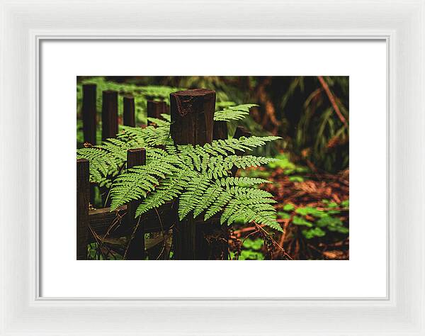 Fern Leaves on Wooden Fence - Framed Print
