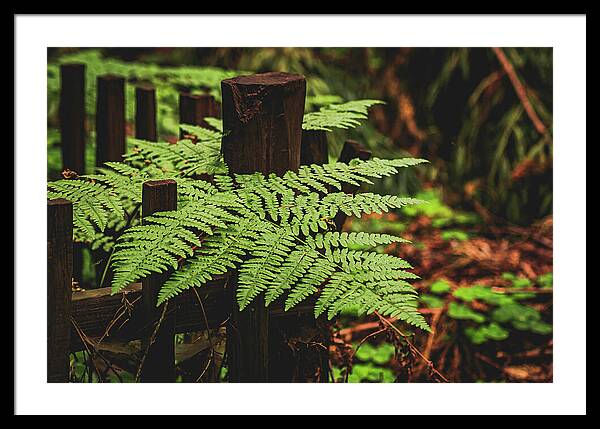 Fern Leaves on Wooden Fence - Framed Print