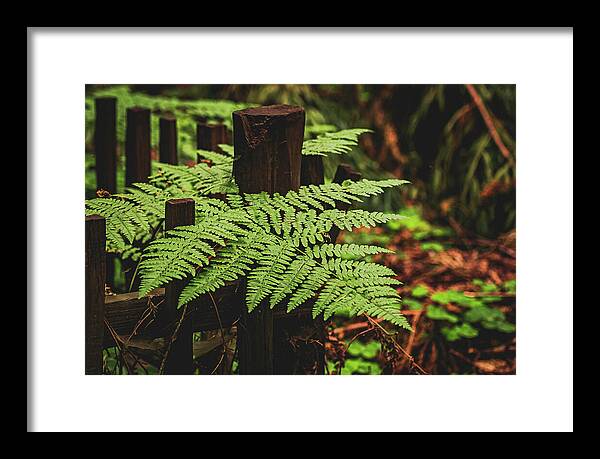 Fern Leaves on Wooden Fence - Framed Print