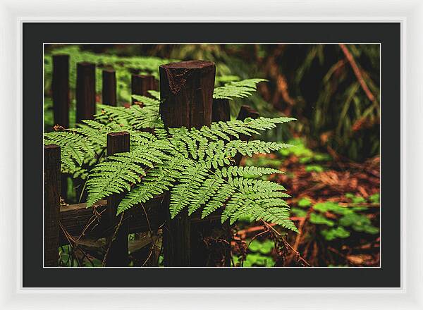 Fern Leaves on Wooden Fence - Framed Print