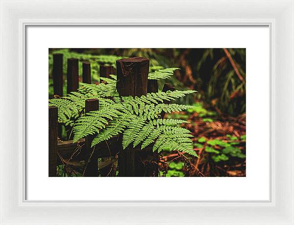 Fern Leaves on Wooden Fence - Framed Print