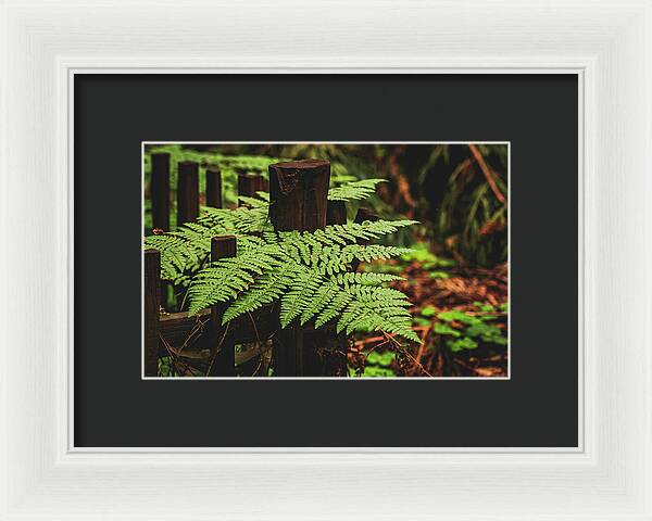 Fern Leaves on Wooden Fence - Framed Print