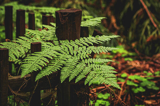 Fern Leaves on Wooden Fence - Art Print