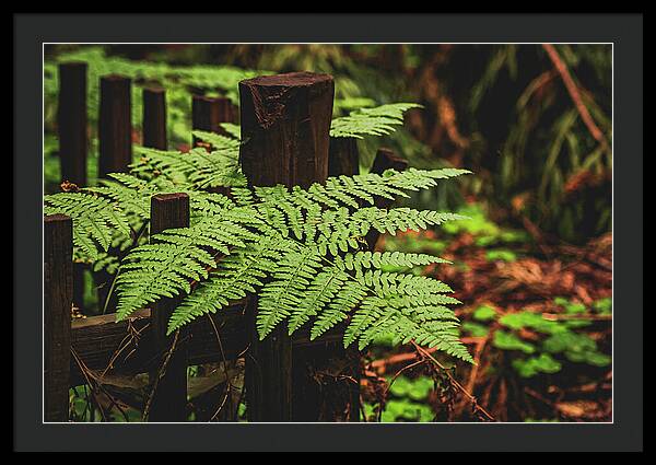 Fern Leaves on Wooden Fence - Framed Print