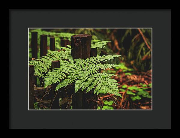 Fern Leaves on Wooden Fence - Framed Print